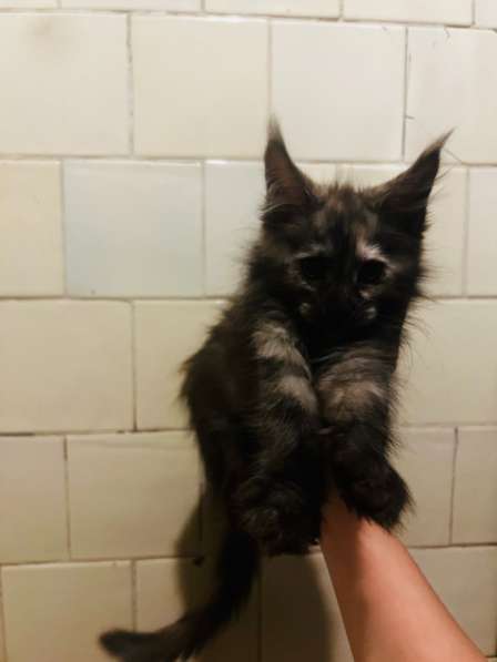 Котята мейн-кун