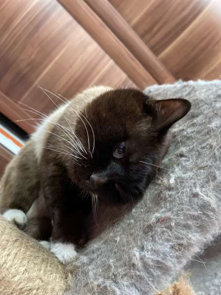 Котята в Кемерове