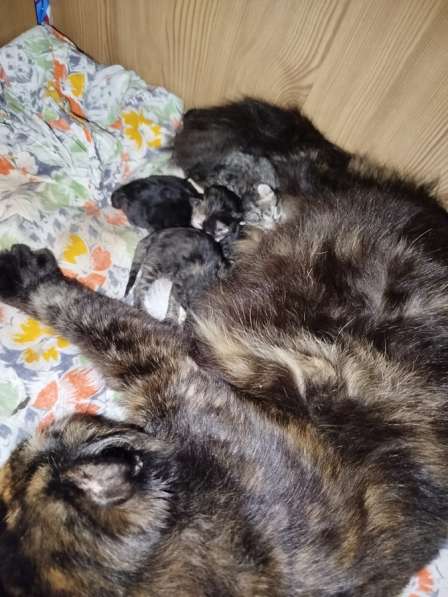 Котята в Малаховке