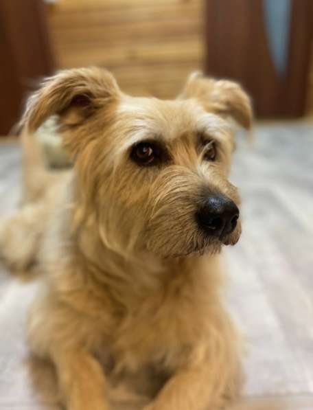 Замечательная Лиза в добрые руки в Москве фото 3