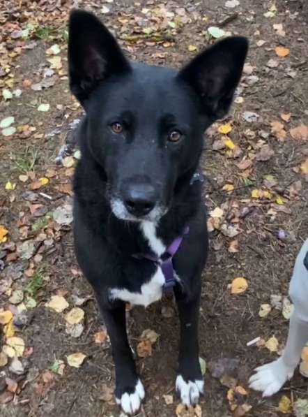 Ищем дом для спасенной доброй собаки Багиры в Москве фото 3