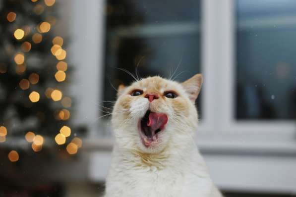 Чудесный белый котейка Пончик в дар добрым сердцам! в фото 9