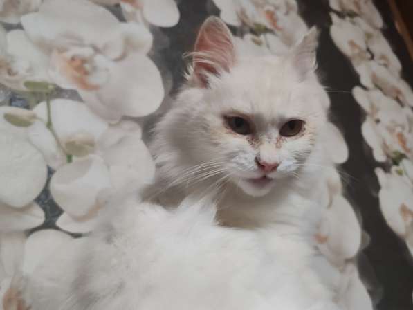 Ласковая кошка Белоснежка срочно ищет дом в фото 3