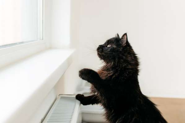Черный пушистый кот Гриша в добрые руки в Москве фото 4