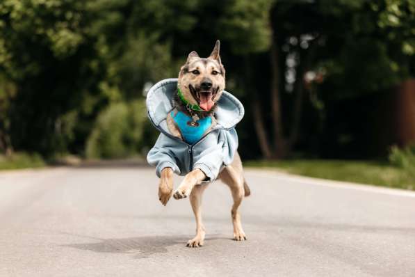 Собака-компаньон для города Джефри в дар в Москве