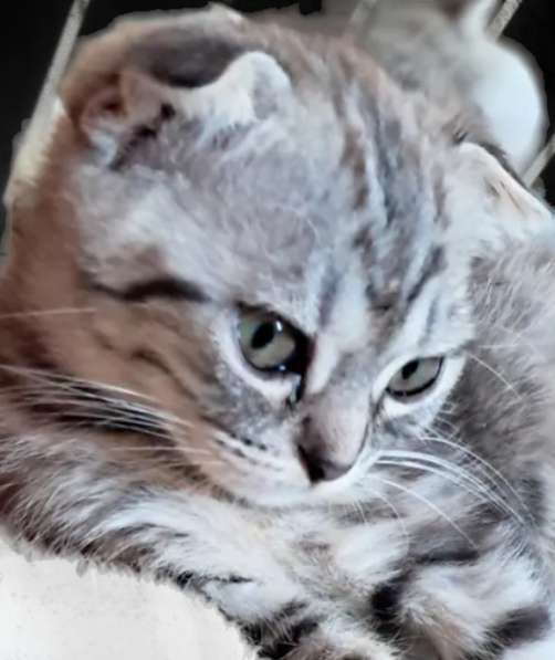 Продаются шотландские котята