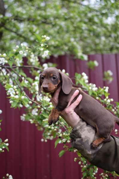 Кроличья такса девочка в Москве фото 3