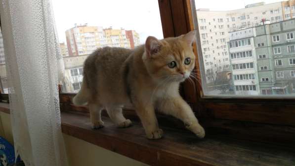 Шотландская золотая шиншилла в Обнинске фото 13