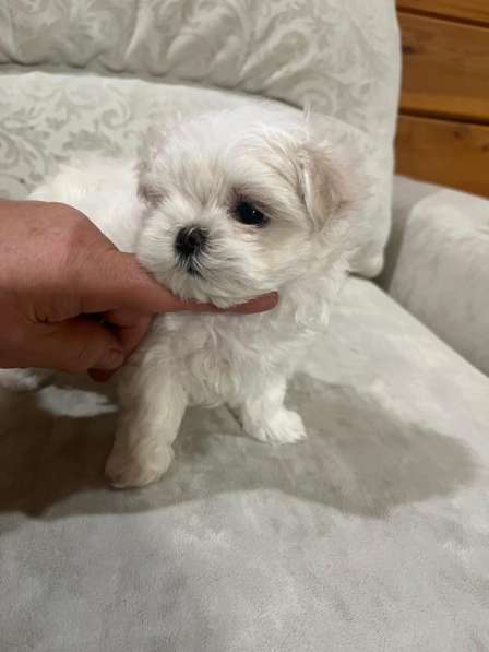 Щенки мальтезе в Горно-Алтайске фото 6