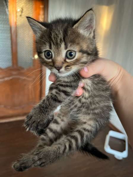 Котят в добрые руки