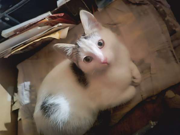 Котёнка ищет дом для создания уюта в Москве фото 5