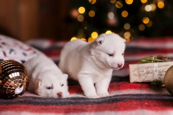 Открыта бронь на щенков хаски в Москве фото 22