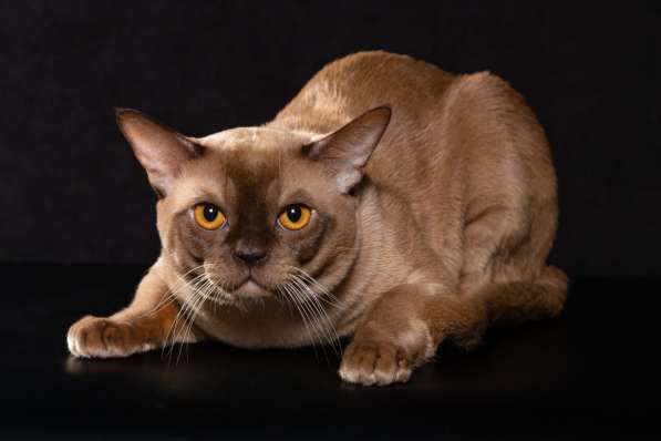 Клубные бурманские котята в Екатеринбурге фото 7