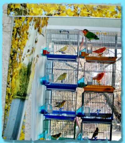 Куплю Куплю Попугаев, канареек, приму в дар в Москве фото 3