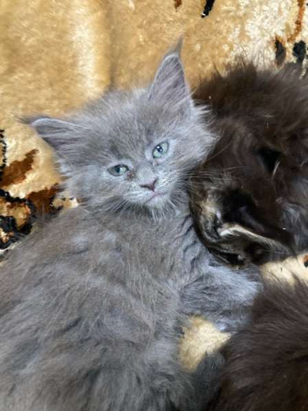 Девочка мейн Кун полидакт в Екатеринбурге