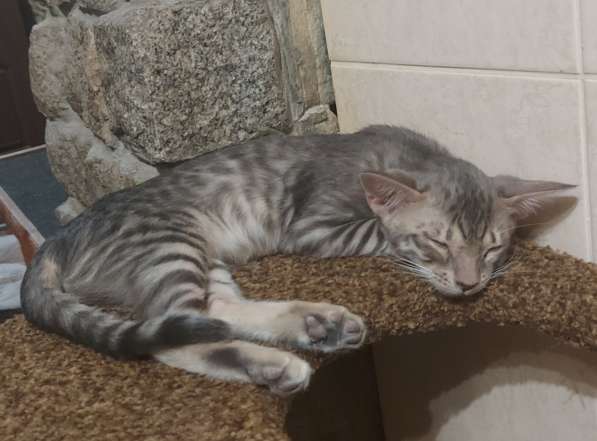 Восточные котята серенгети, ориентал с бенгалом в фото 4