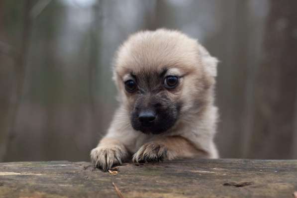 Крохи-щенки — вырастут маленькими в Москве фото 7