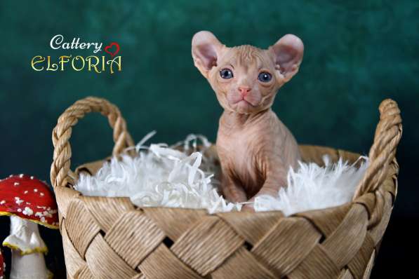Котята Sphynx, Elf, DWELF
