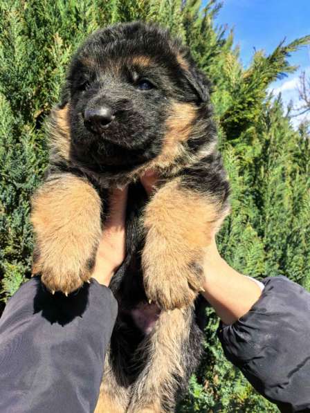 Щенки немецкой овчарки в Смоленске фото 3