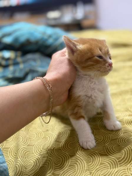 Котята в Москве фото 5