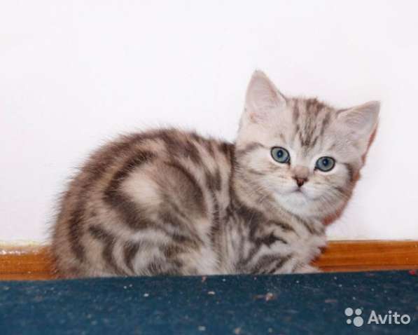 Котята -вислоухие и прямоухие в Костроме фото 4