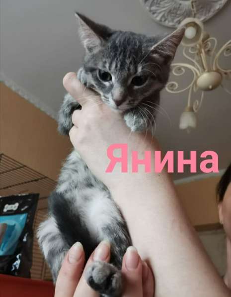 Котята ищут дом! в Санкт-Петербурге фото 8