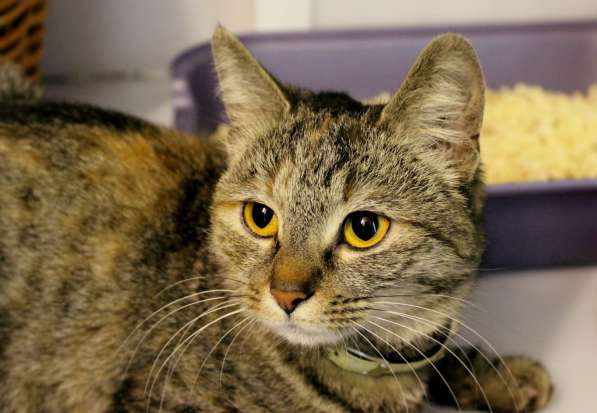 Кошечка Фенечка мечтает о семье в Москве