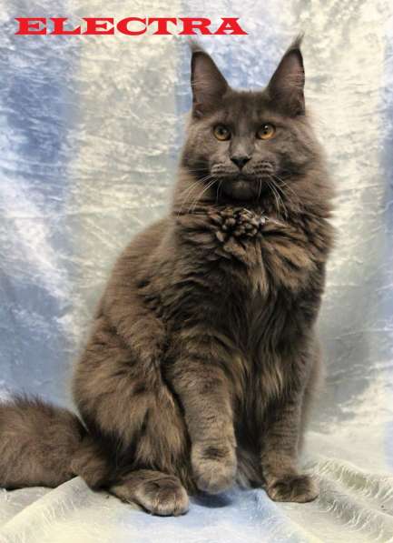 Продаются пушистые кошечки породы Мейн-кун в Санкт-Петербурге