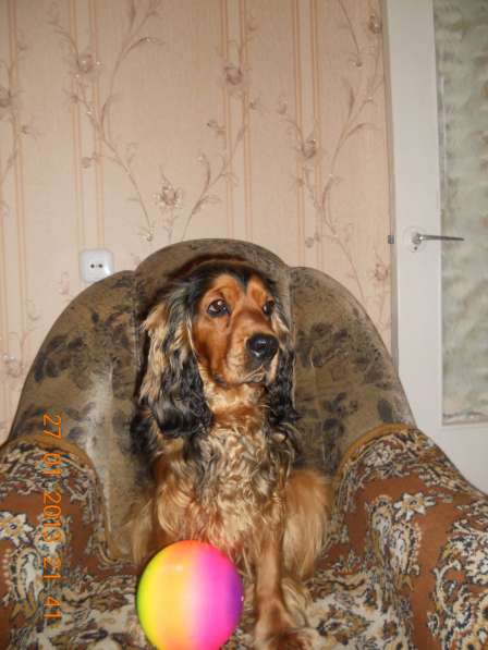 Вязка английского кокер спаниеля в фото 3