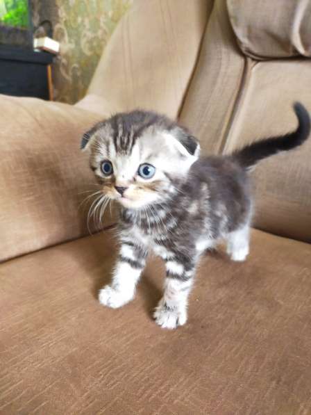 Шотландские котята в фото 47