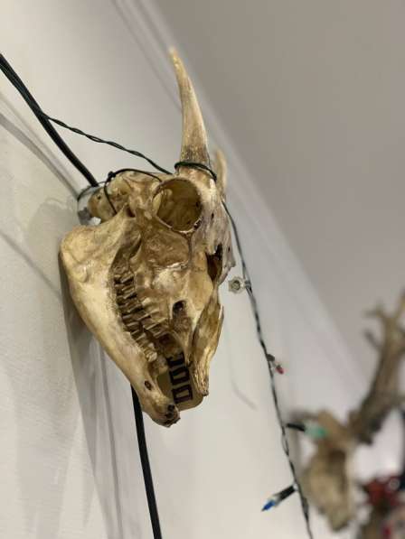 Череп косули череп козы в Екатеринбурге фото 8
