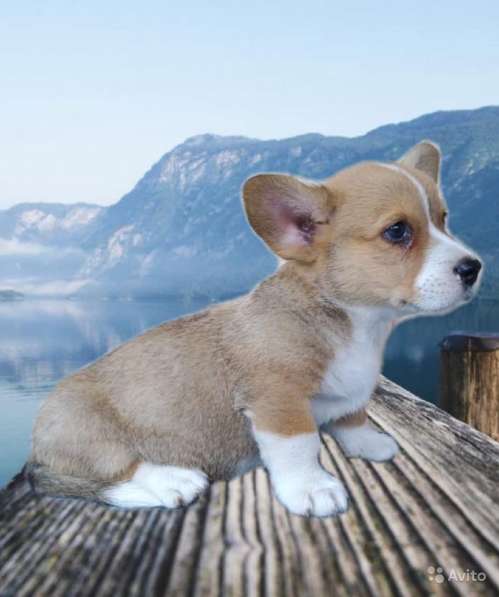 Мальчики вельш корги кардиган в фото 6