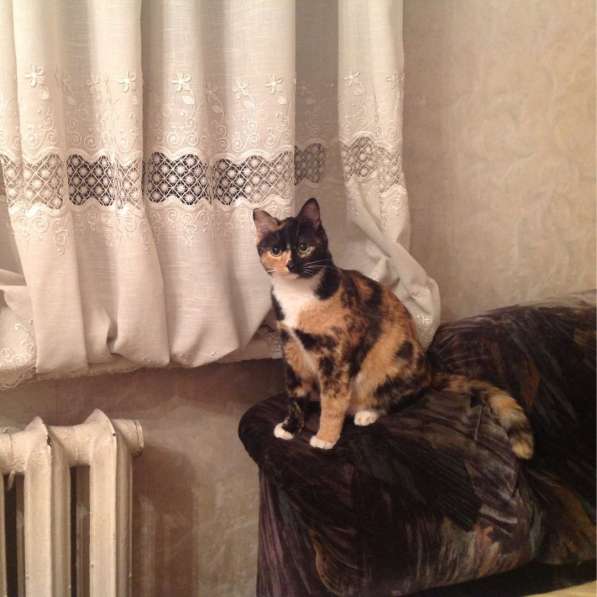 Кошка Китти в добрые руки в Москве