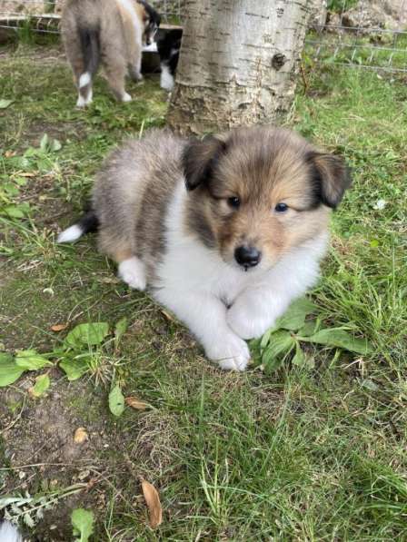 Щенок колли длинношёрстный в Екатеринбурге фото 35