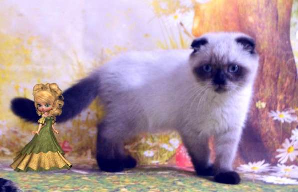 Голубоглазые шотландские котята Остался мальчик в Москве фото 5
