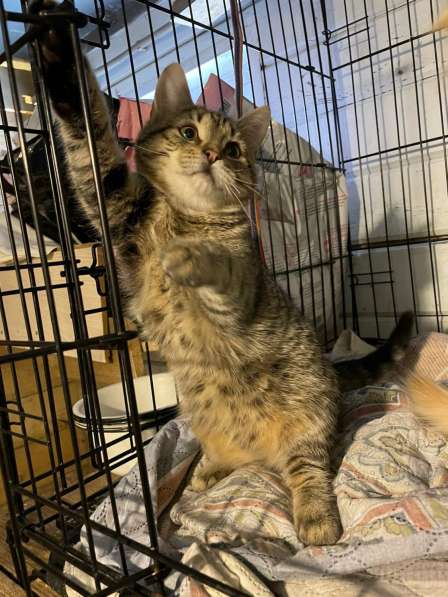 Хорошенькие котятки-шарики ищут дом в Санкт-Петербурге фото 22