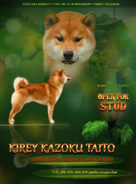 Сиба ину вязка в Москве