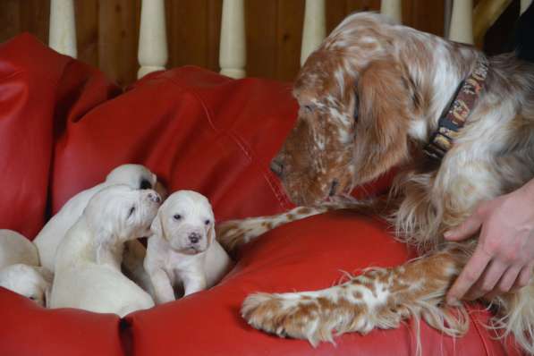 Английский сеттер щенки из элитного питомника в Москве фото 107