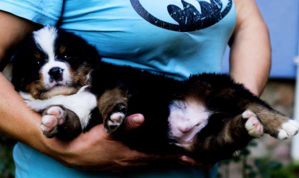 Продам щенков бернского зененхунда в фото 22