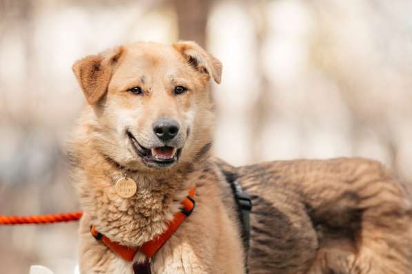 Ищет дом Ромео #ромео_дубоваяроща в Москве фото 49