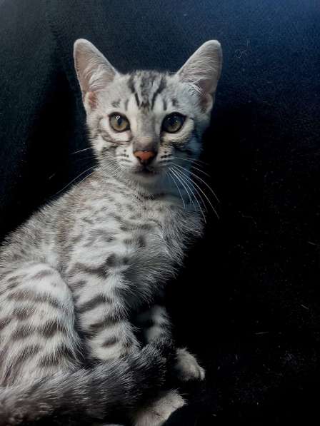 Бенгальский котенок мальчик серебро в Волгограде фото 3