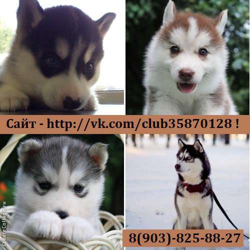 Кобели хаски для вязки, щеночки для продажи