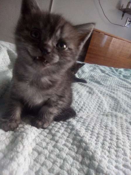 Шотландский денди скоттиш- страйт в Санкт-Петербурге фото 20