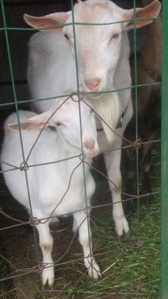 Чистопородные зааненские козлики в Голицыне фото 27