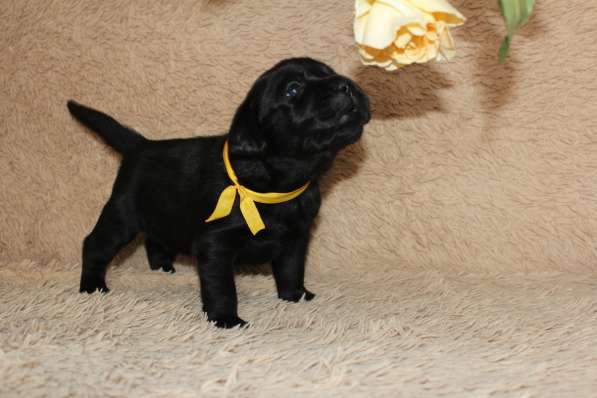 Высокопородные щенки лабрадора-ретривера в Красноярске фото 4