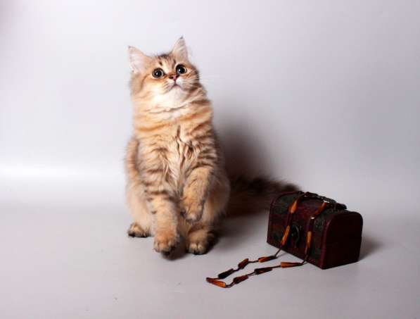 Золотая британская девочка в Москве фото 4