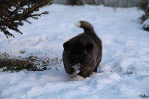 Чистокровные щенки Американской Акиты в Москве фото 4