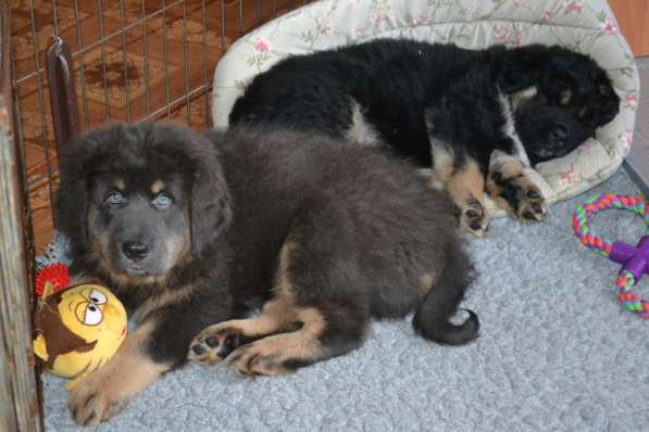 Тибетский мастиф - лучший страж на территории в Москве фото 17