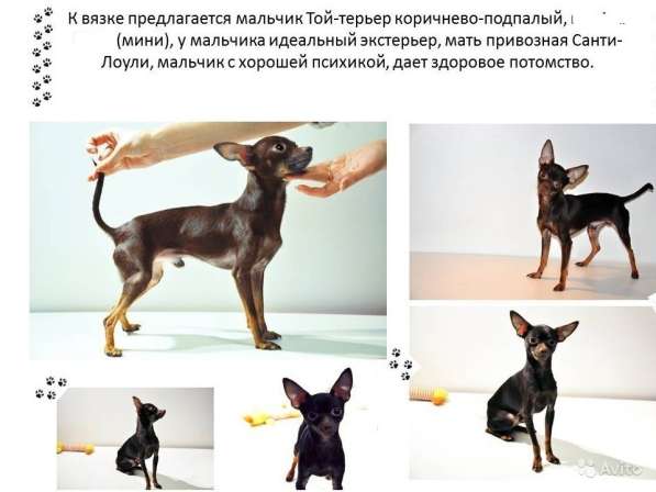 Вязка Той терьер мальчик (мини), развязан