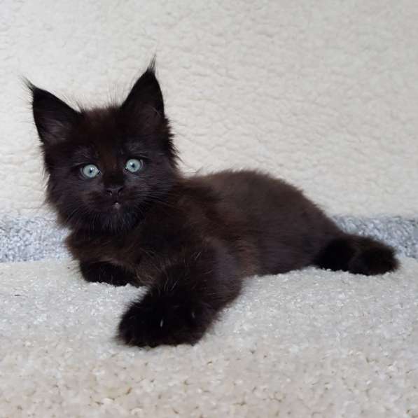 Котёнок мейн-кун в Москве фото 5